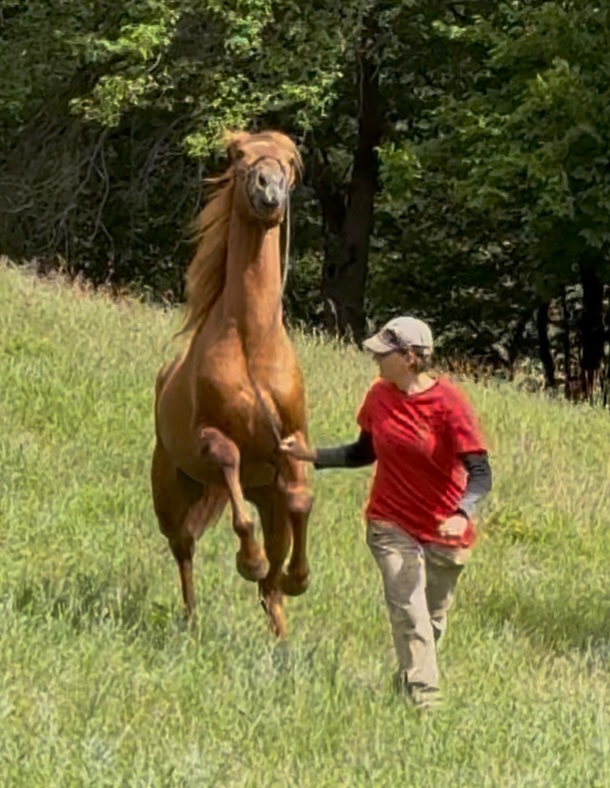 Lusitano Hengst PSL - 17