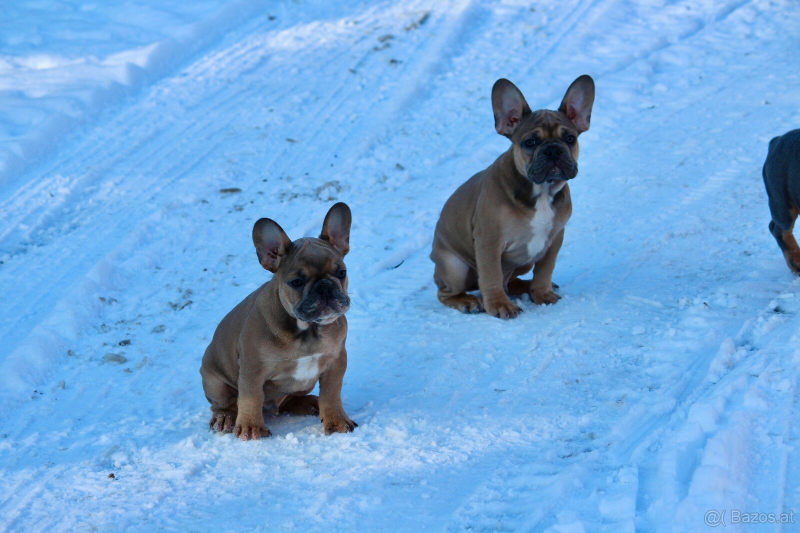 Französischen Bulldoggen Welpen mit Stammbaum - 17