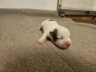Jack Russell Terrier Welpen gew.13.04.2026 - 17