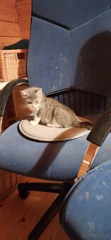 Süsse (langhaar) katzenbabys suchen liebevolles zuhause - 17