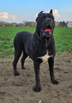 Cane corso mit Stammbaum - 17