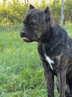 Cane Corso x Malinois Welpen - 17