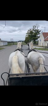 Kladruber horse - 17