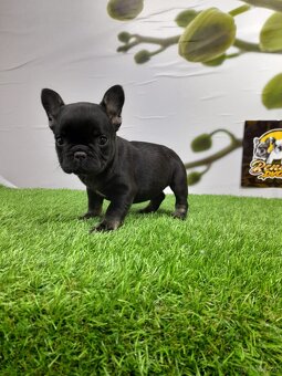 Französische Bulldoggen - 17