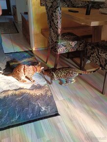 Bengal Kitten suchen 5Sterne zu Hause - 17