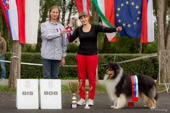 Collie Langhaar Welpen (FCI Stammbaum) - 17