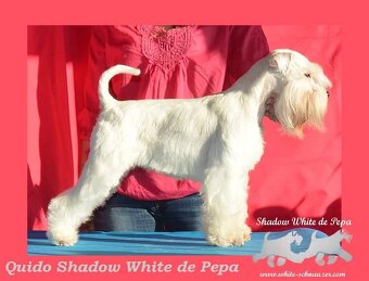 Schnauzer miniatúrne white - 17