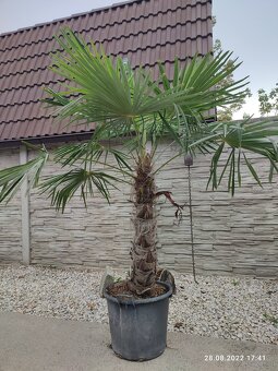 Winterharten palmen Trachycarpus Fortunei - 17