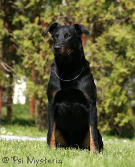 Beauceron-Welpen - 17