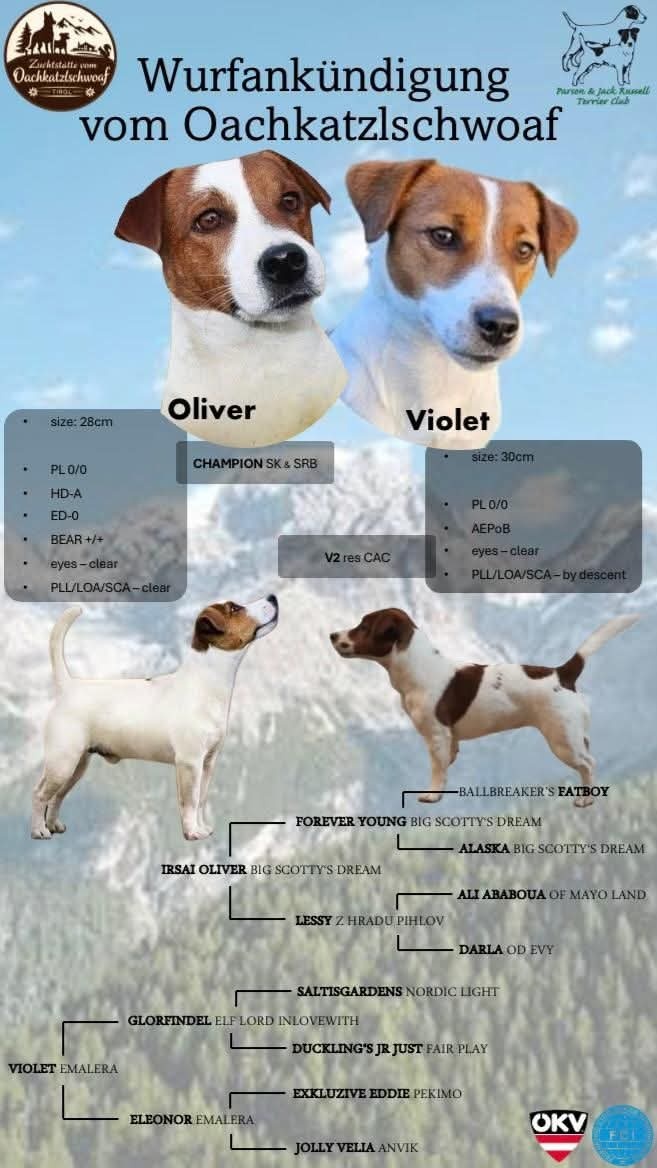 Jack Russell Terrier Welpen gew.13.04.2026 - 18