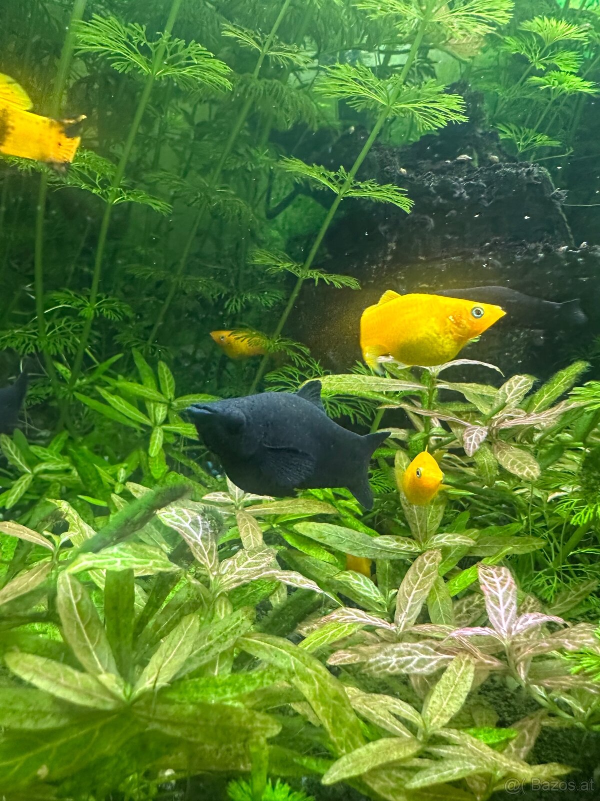 Mollys, Platys und noch mehr zum verkaufen 🐟 - 18