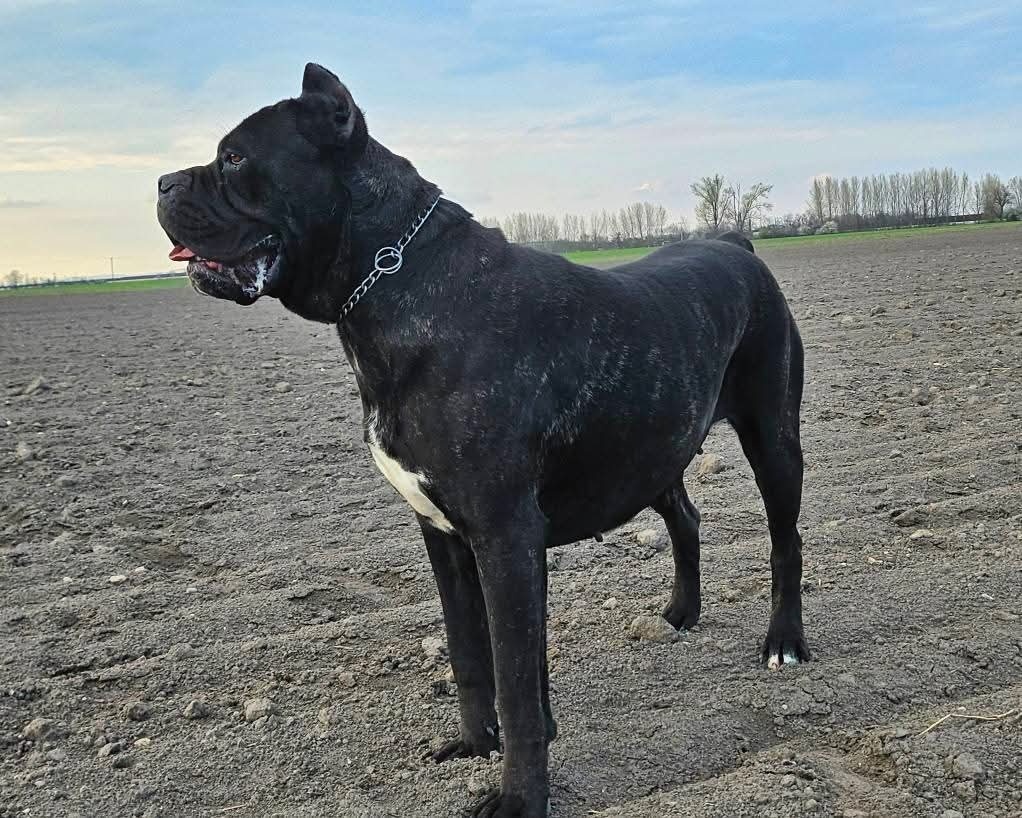 Cane corso mit Stammbaum - 18