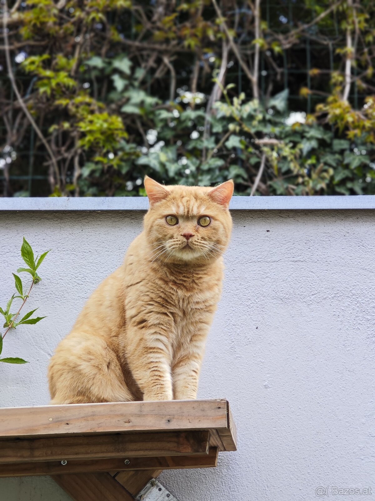 Britisch Kurzhaar Katzen - 18