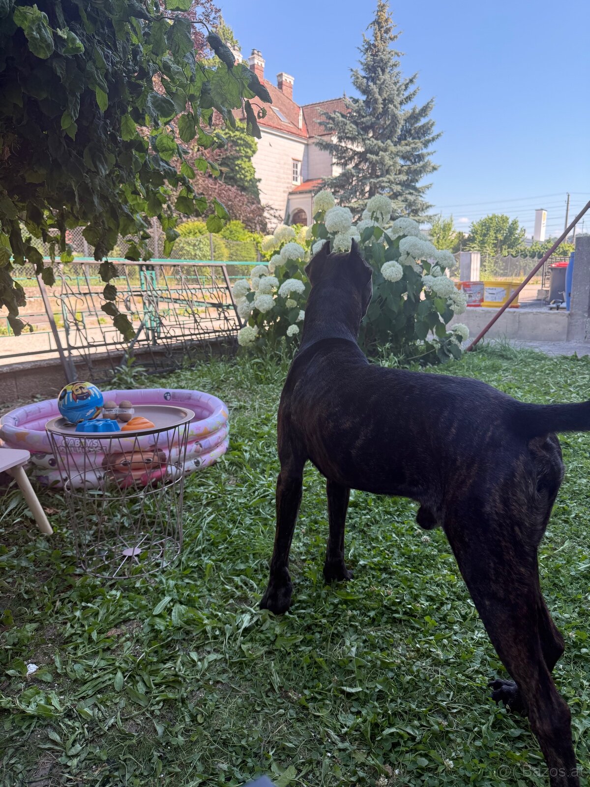 Cane Corso x Malinois Welpen - 18