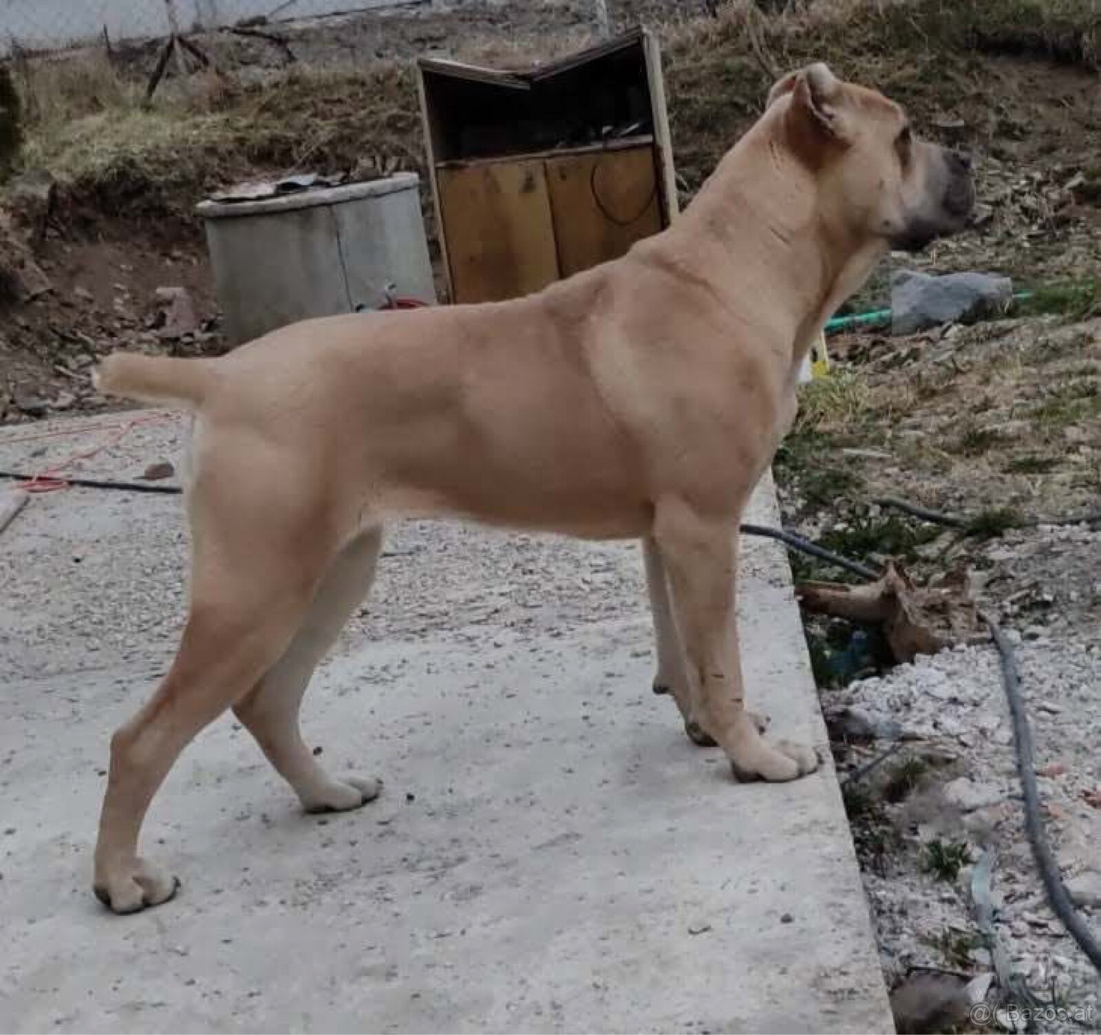 Wurfankündigung Malinois x Cane Corso - 18