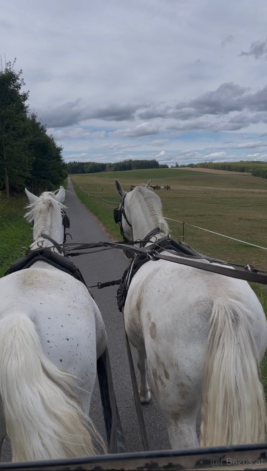 Kladruber horse - 18