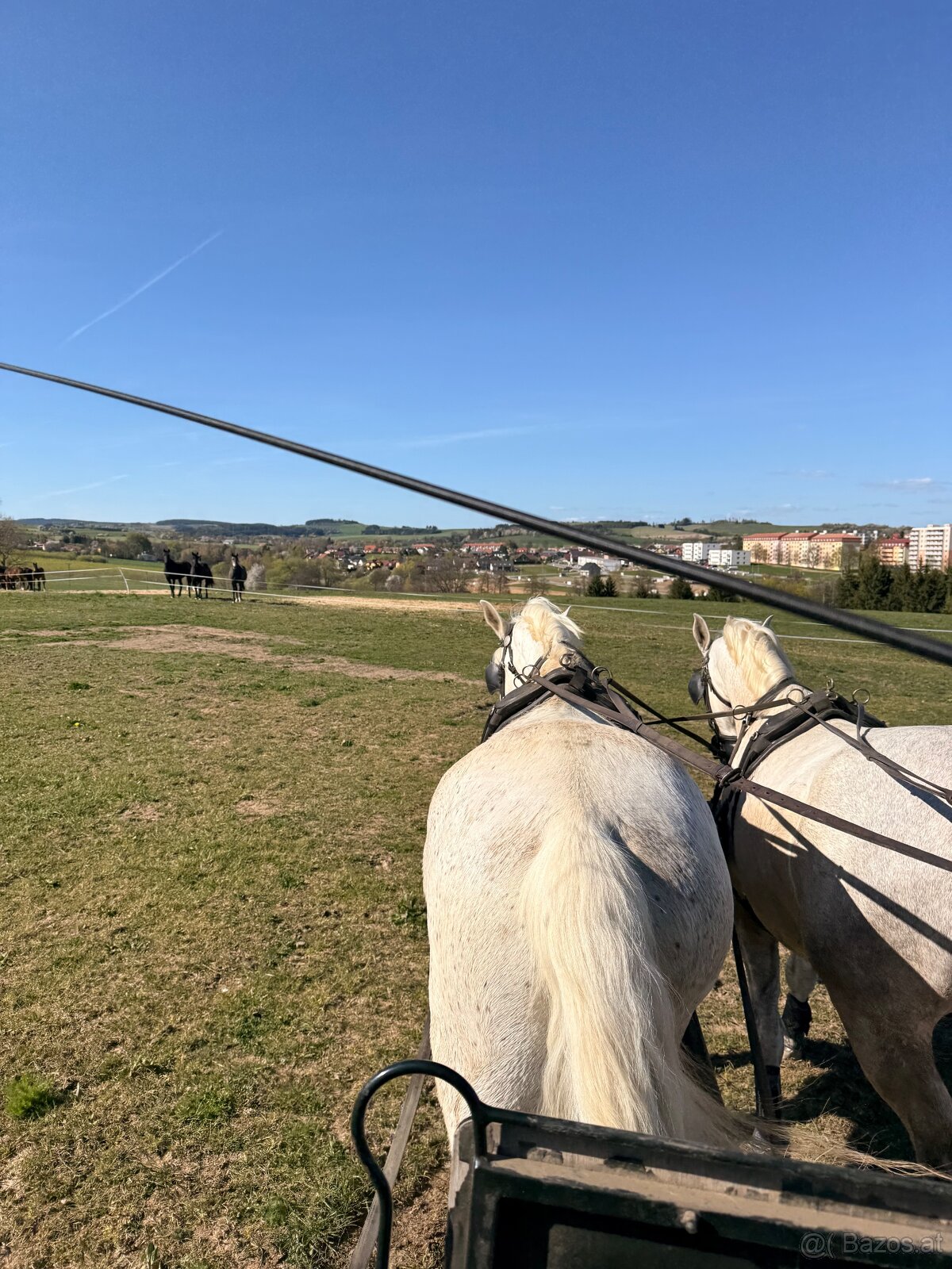 Kladruber horse - 18