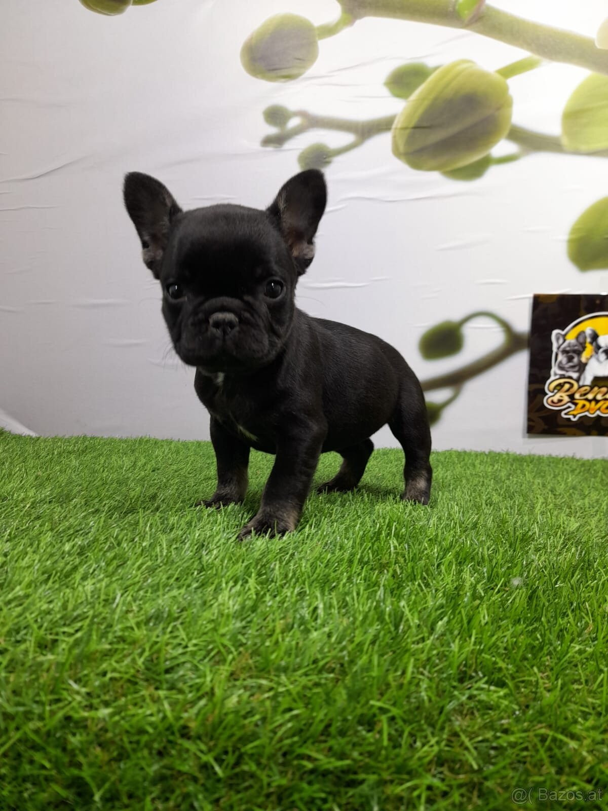 Französische Bulldoggen - 18