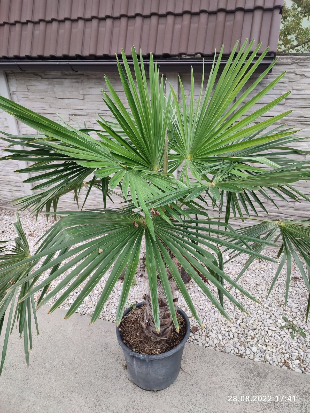 Winterharten palmen Trachycarpus Fortunei - 18