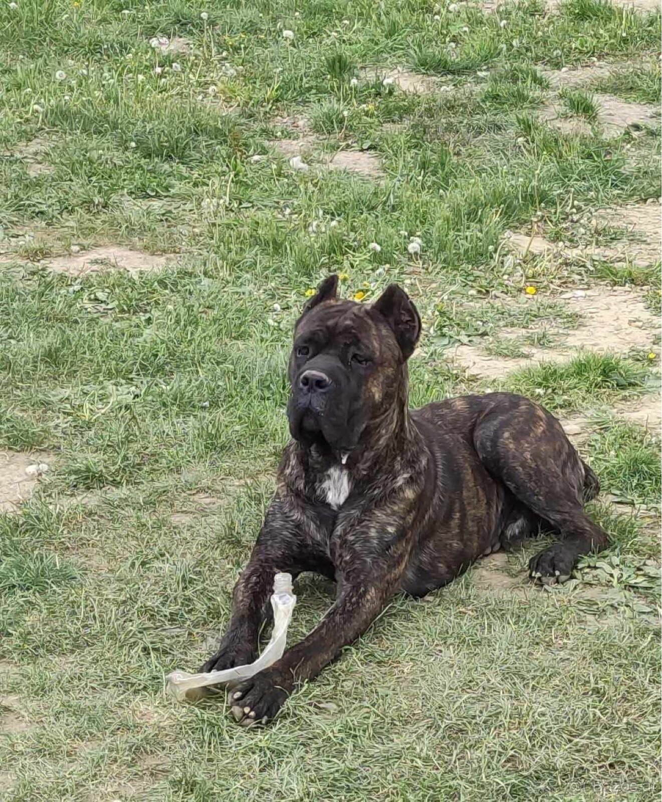 Malinois x Cane Corso Welpen - 18