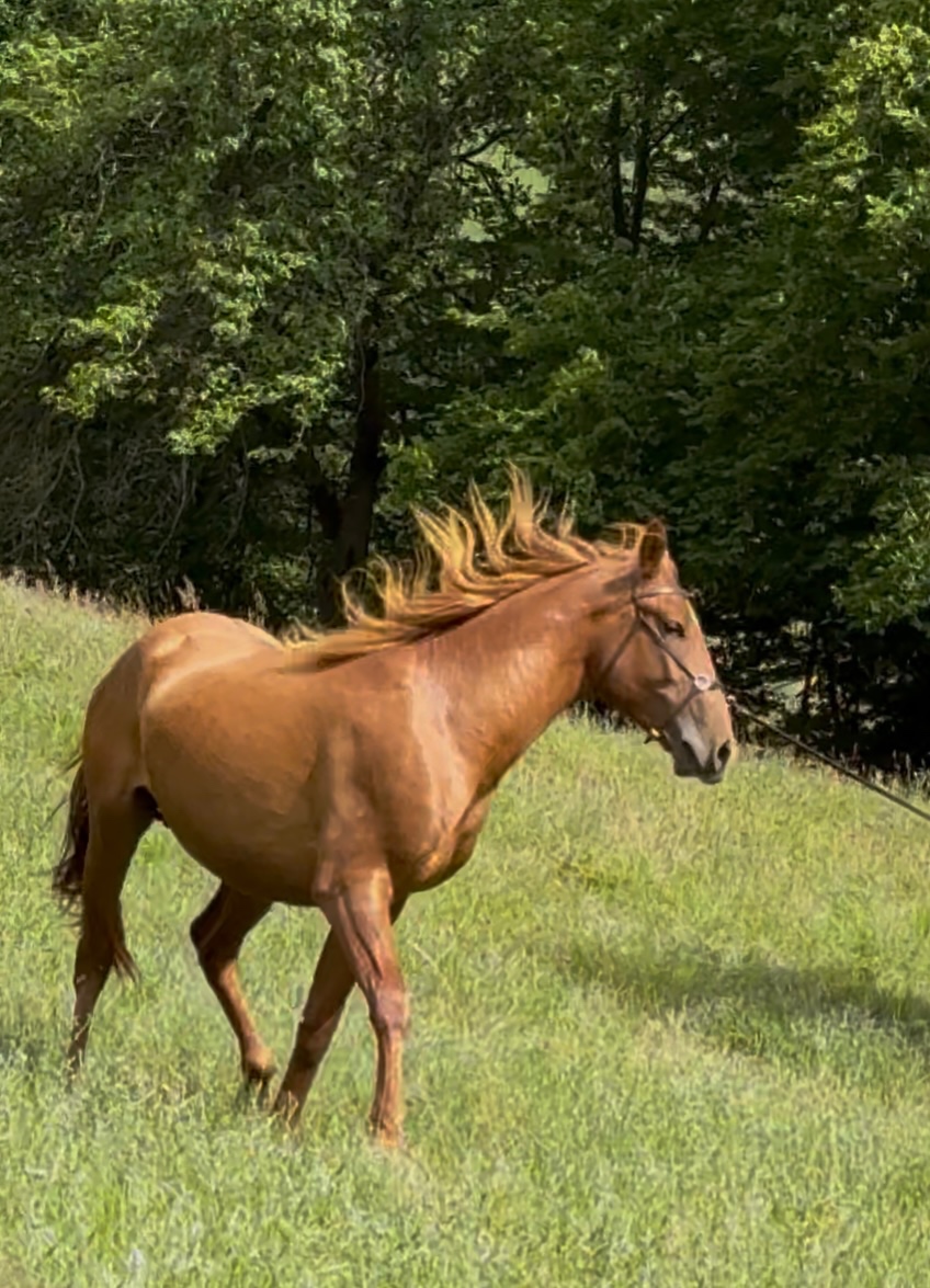 Lusitano Hengst PSL - 18