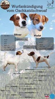 Jack Russell Terrier Welpen gew.13.04.2026 - 18