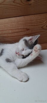 Süsse (langhaar) katzenbabys suchen liebevolles zuhause - 18