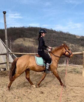 Lusitano Hengst PSL - 18