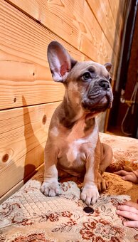 Französischen Bulldoggen Welpen - 18