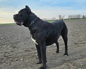 Cane corso mit Stammbaum - 18