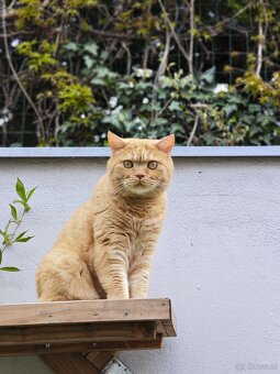Britisch Kurzhaar Katzen - 18
