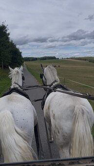 Kladruber horse - 18