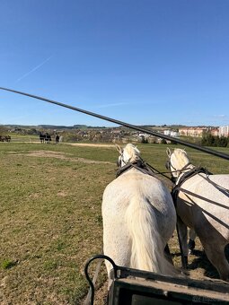 Kladruber horse - 18