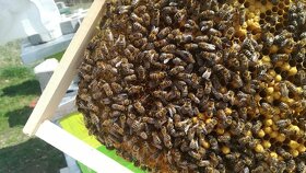 Natura Echte Bio Honig - 18