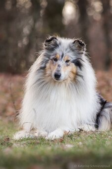 Collie Langhaar Welpen (FCI Stammbaum) - 18