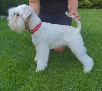 Schnauzer miniatúrne white - 18