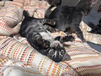 Bengal kitten in besonderen Farben - 18