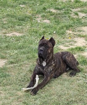 Malinois x Cane Corso Welpen - 18