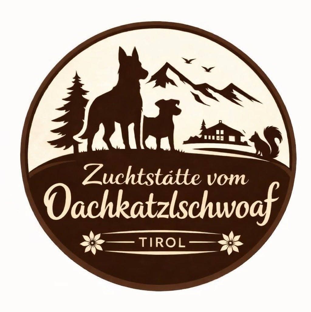 Jack Russell Terrier Welpen gew.13.04.2026 - 19