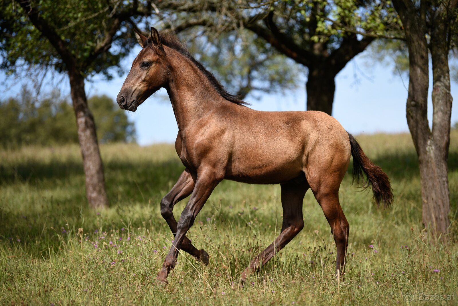 Lusitano Hengst PSL - 19