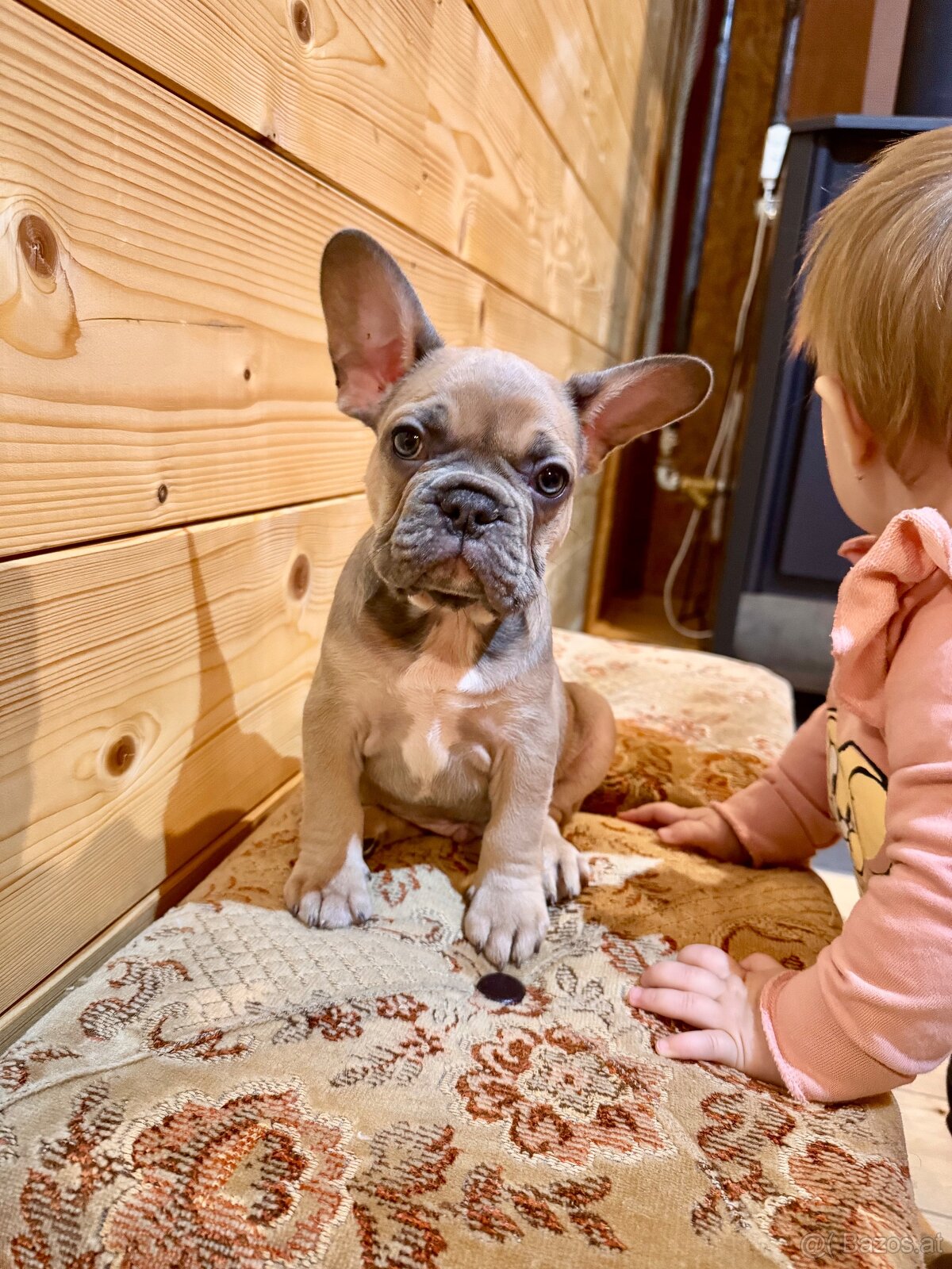 Französischen Bulldoggen Welpen - 19