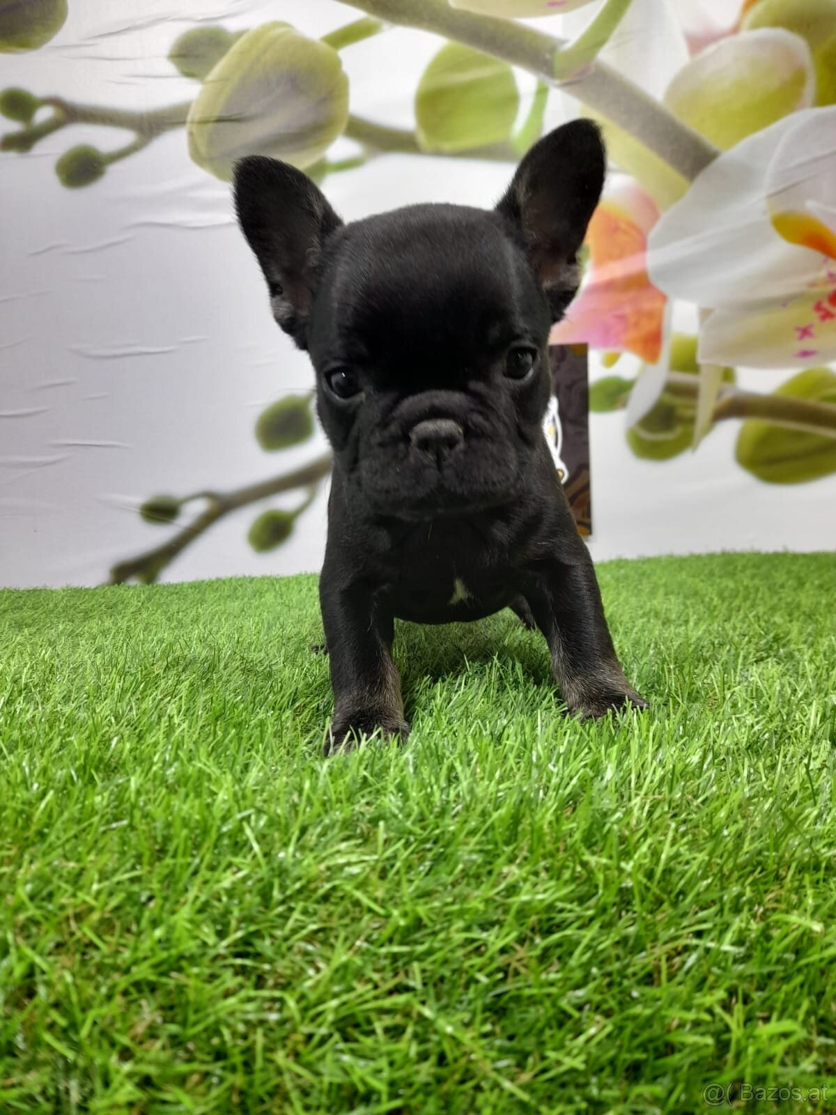 Französische Bulldoggen - 19