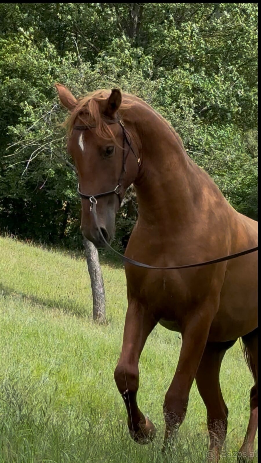 Lusitano Hengst PSL - 19