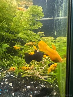 Mollys, Platys und noch mehr zum verkaufen 🐟 - 19