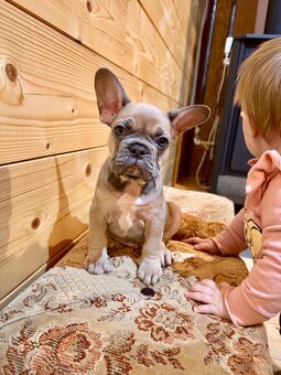 Französischen Bulldoggen Welpen - 19