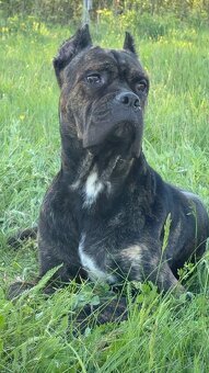Cane Corso x Malinois Welpen - 19