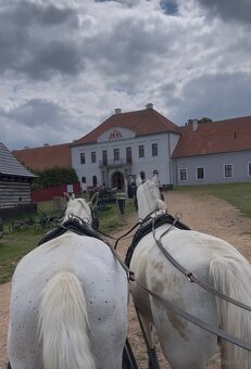 Kladruber horse - 19