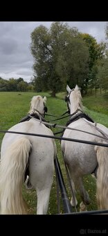 Kladruber horse - 19