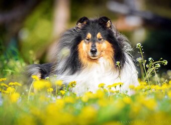 Collie Langhaar Welpen (FCI Stammbaum) - 19
