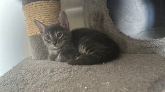 Bengal kitten in besonderen Farben - 19